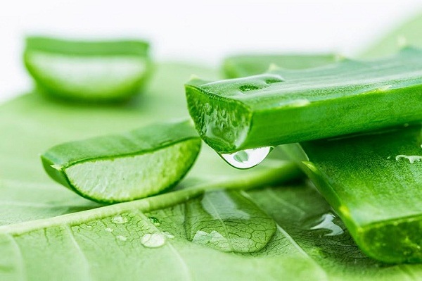 Nha đam có tác dụng trị nám rất tốt.