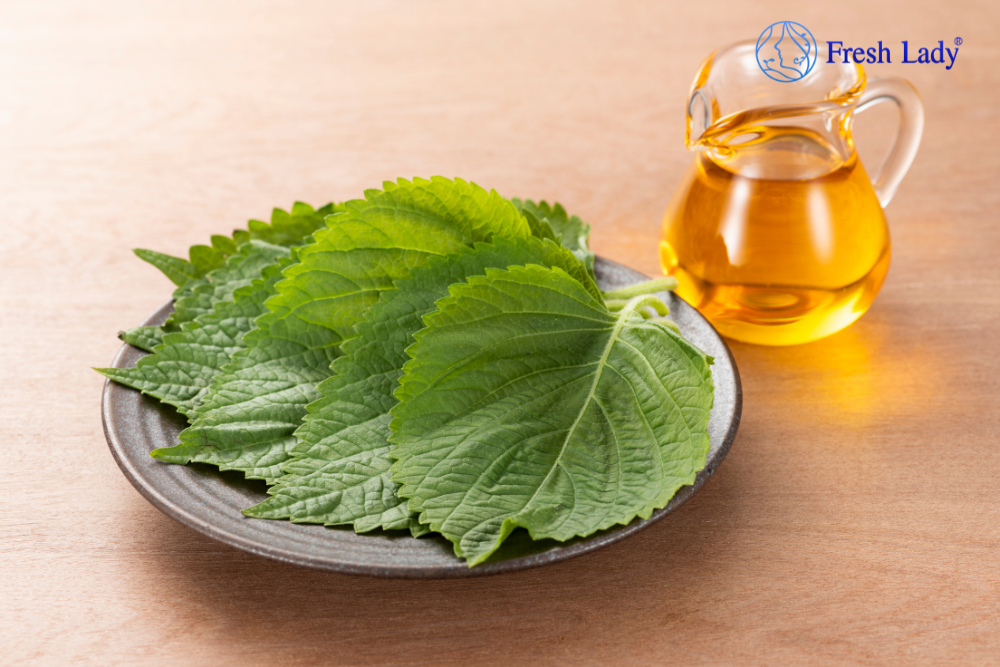 Trị nám tại nhà bằng lá tía tô cực dễ
