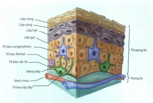 Tế bào sừng ở lớp ngoài cùng, bảo vệ da khỏi tác nhân gây hại.