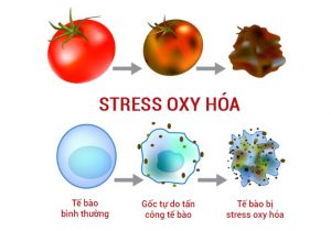 Gốc tự do phá hủy collagen, elastin, khiến da lão hóa nhanh, xuất hiện nám sâu, đồi mồi và nếp nhăn.